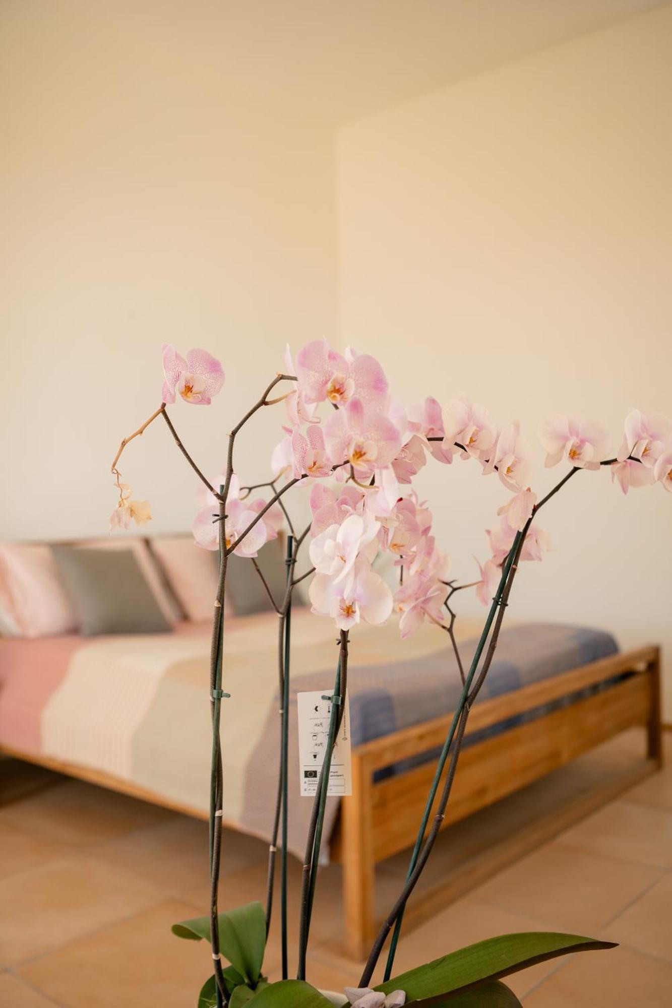 Tenuta Calitto Wine Resort E Spa อีสเกีย ภายนอก รูปภาพ