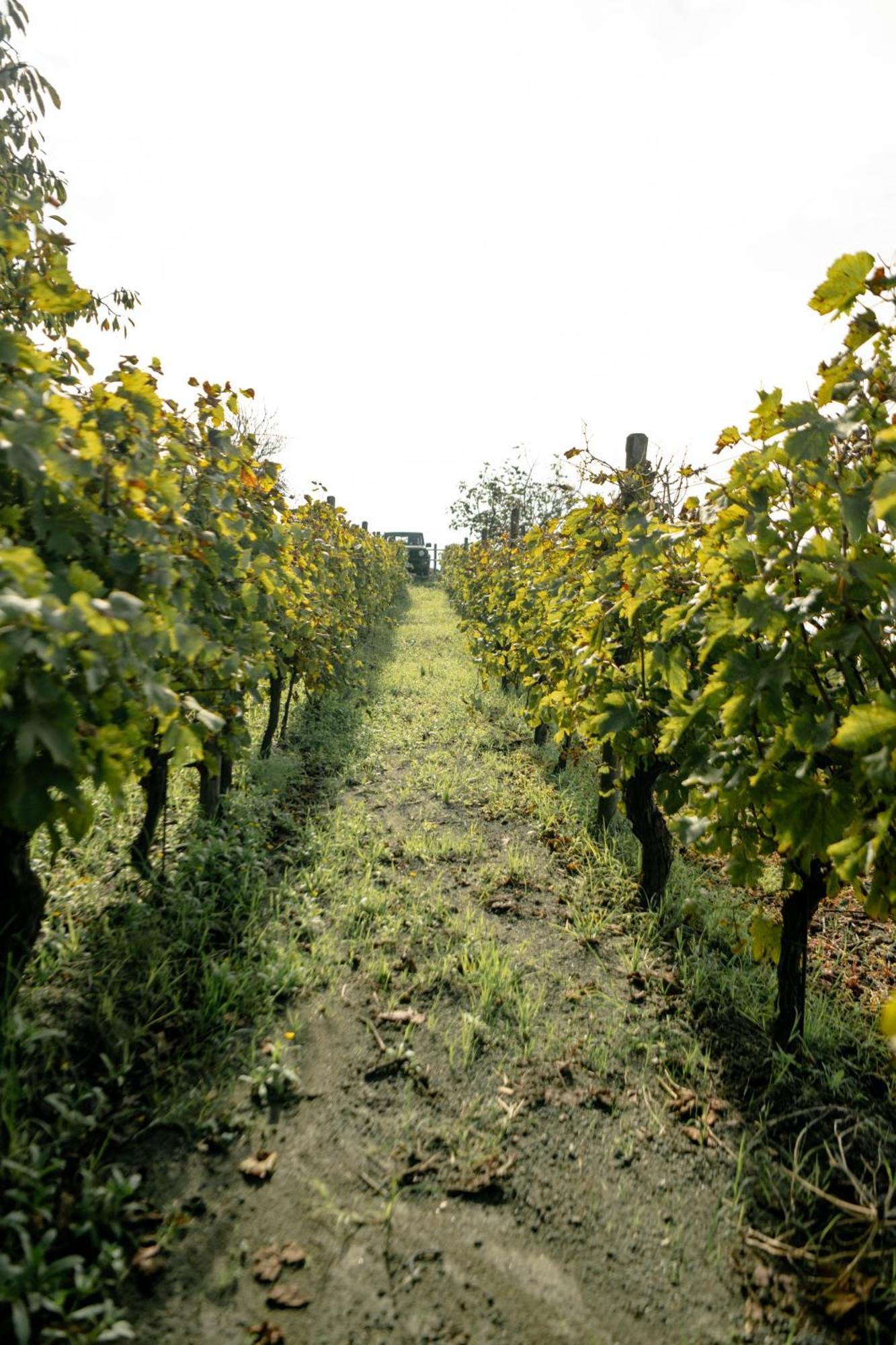 Tenuta Calitto Wine Resort E Spa อีสเกีย ภายนอก รูปภาพ